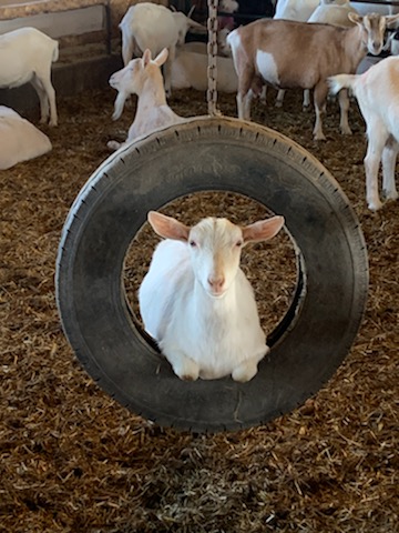 Ontario dairy goat swinging