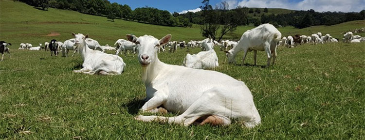 Goat Farming