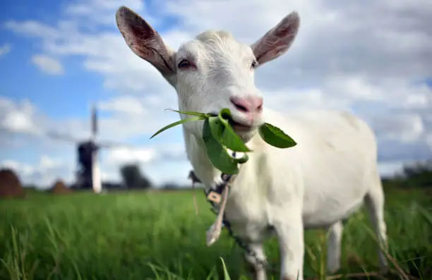 Goat eating grass